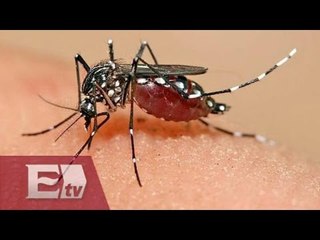 EU emite alerta de viaje a 14 países de América Latina por virus Zika / Ricardo Salas