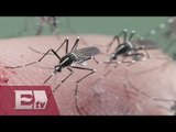 Alerta sanitaria en el mundo por virus Zika / Mariana H