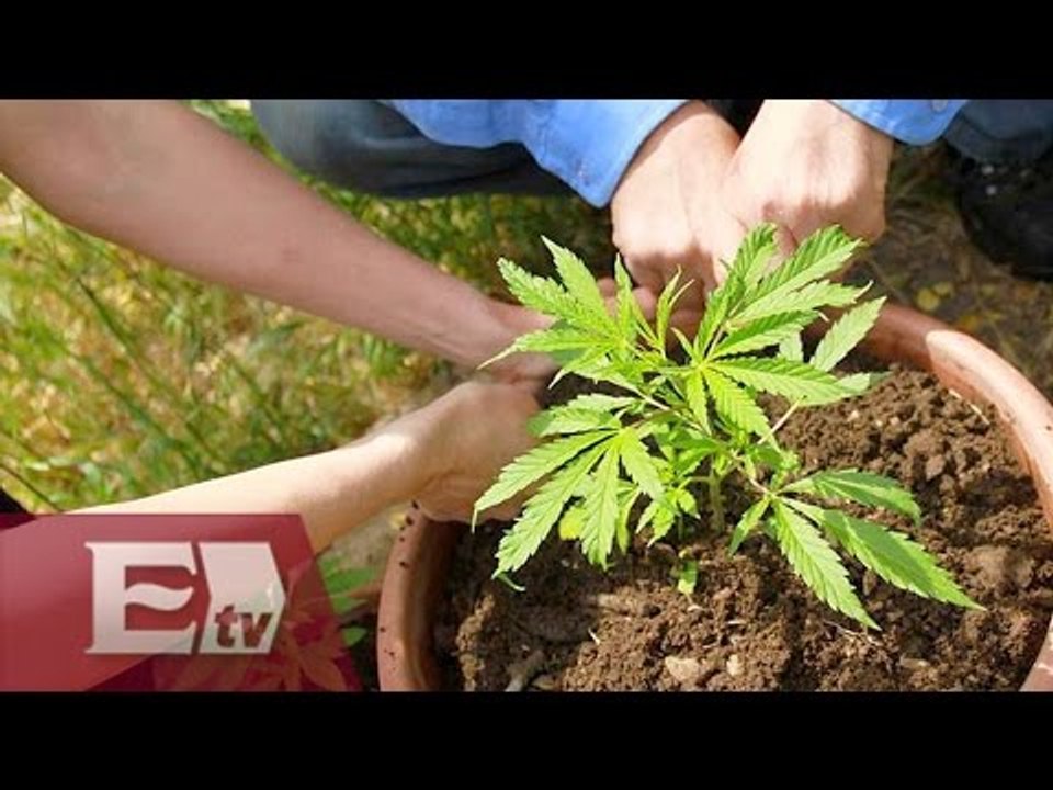 Inician audiencias públicas sobre la legalización de la marihuana en México / Martín Espinoza