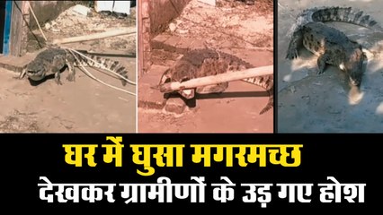 UP New II किसान के घर मगरमच्छ घुसा, Crocodile enters into farmer's house in Amroha