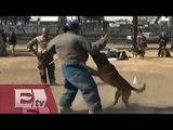 Capitalinos entrenan a sus perros para no ser asaltados/ Hiram Hurtado