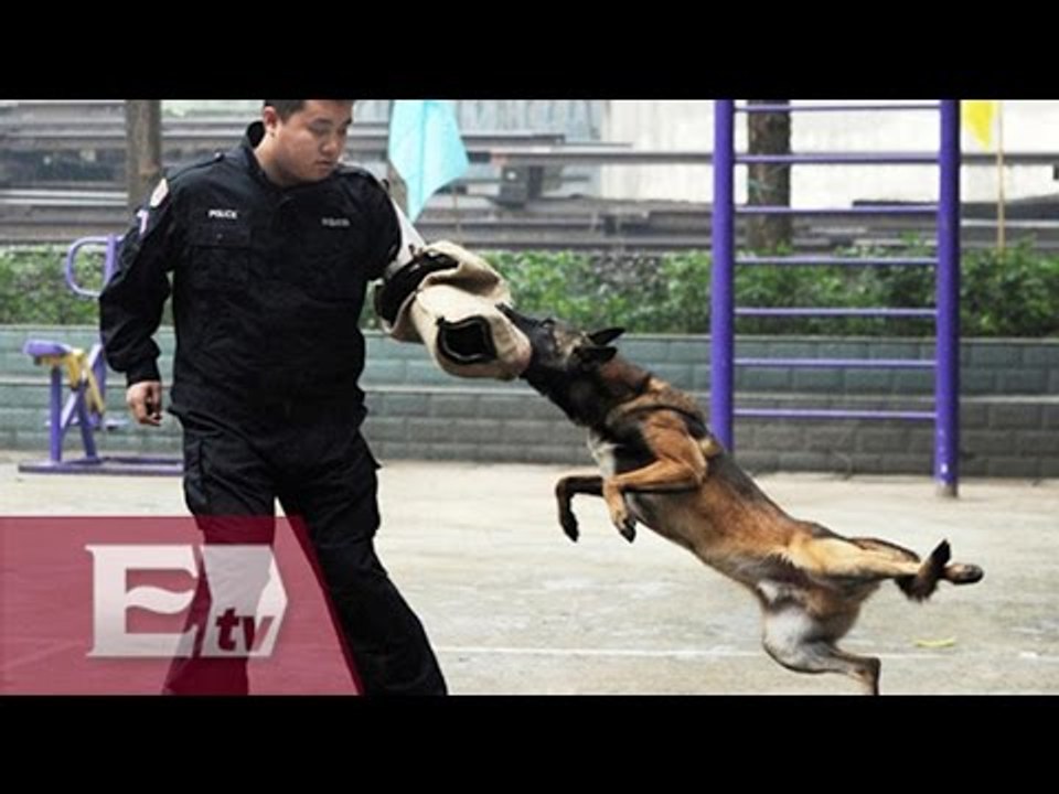 Perros entrenados, los mejores aliados de la PGR para operativos/ Yazmín Jalil