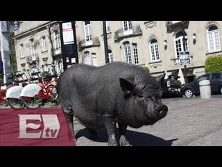 “La Chata”, un cerdo vietnamita que pasea por las calles de la Roma/ Paola Virrueta