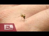 Reportan 50 casos de Zika en Panamá / Ingrid Barrera