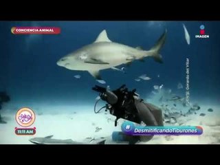 ¡Hagamos conciencia y cuidemos a los tiburones! | Sale el Sol