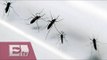 Desarrollan en Oaxaca biorrepelente para combatir mosquitos causantes del Zika/ Vianey Esquinca
