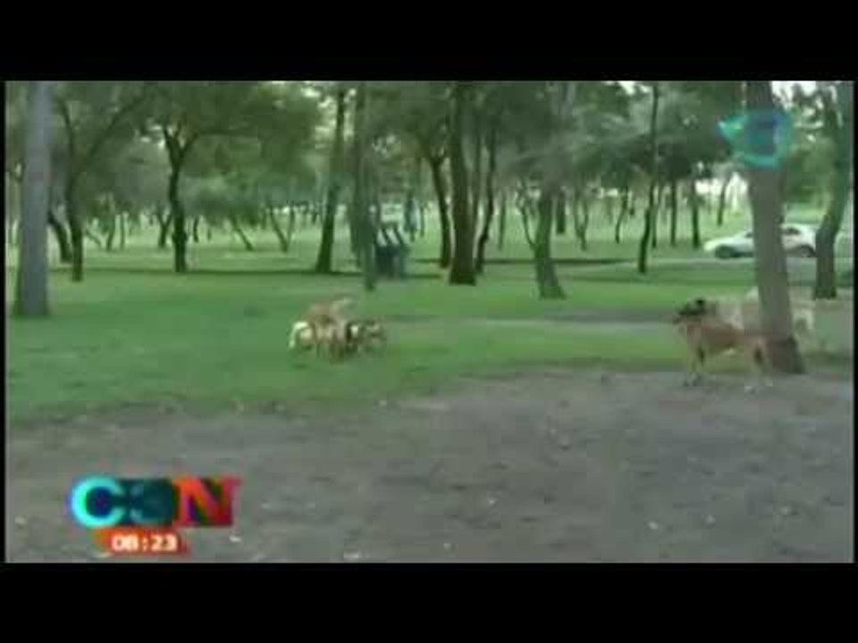 Castigo para las personas que maltraten animales