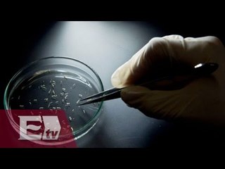 Laboratorio francés prepara vacuna contra el virus Zika / Ingrid Barrera