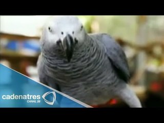 ¡ENTÉRATE! Loro extraviado regresó a su hogar hablando español