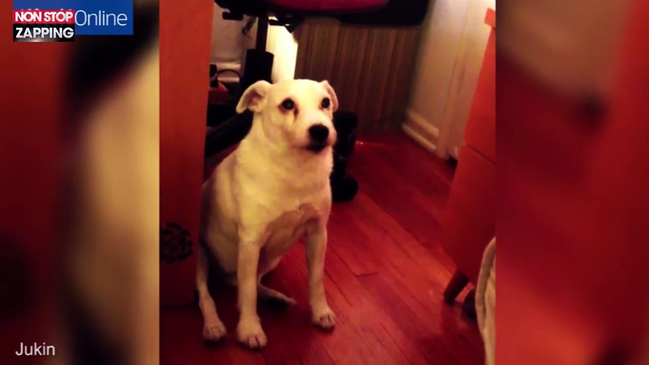 Après avoir fait une bêtise, ce chien a une réaction hilarante (vidéo)