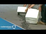 Liberadas decenas de tortugas golfinas en las costas de Sinaloa