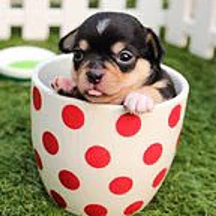 06 - dog in cup