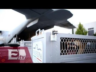 México traslada 11 felinos maltratados a refugio de Colorado, EU/ Ricardo Salas