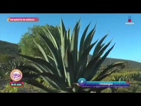 ¡Apan en Hidalgo es un lugar que tienes que conocer!| Sale el Sol