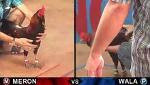 Đá gà thomo mới nhất 2018 ngày 05/102018 - Video 1