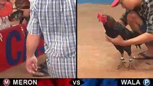 Đá gà thomo mới nhất 2018 ngày 05/102018 - Video 2