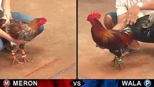 Đá gà thomo mới nhất 2018 ngày 05/102018 - Video 3