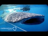 Tiburón ballena captado en Los Cabos Baja California