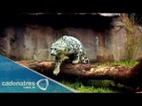 Un leopardo de las nieves es el nuevo inquilino del zoológico de Chapultepec