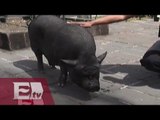 Cerdo vietnamita, una mascota inusual que pasea por la colonia Roma/ Hiram Hurtado