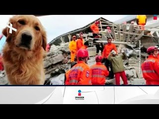 Nuestras mascotas también son héroes y afectados en el sismo | Sale el Sol
