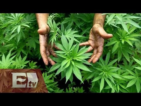 Desastrosos los resultados de la lucha contra las drogas en México / Hiram Hurtado