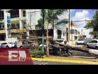 Descargar video: Fuertes vientos dejan árboles y espectaculares caídos / Ricardo Salas