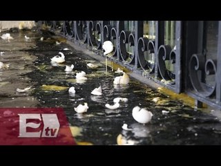 Cuauhtémoc Blanco deja plantados a ancianos y lanzan huevos a alcaldía de Cuernavaca/ Paola Virrueta