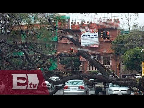 Árboles, lonas y postes caídos por fuertes vientos que golpean la CDMX /Paola Virrueta