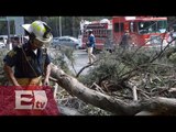 Recuento de daños en la Ciudad de México por fuertes vientos / Martín Espinoza