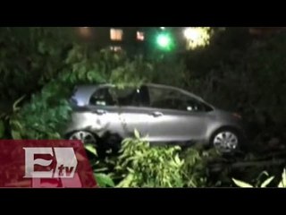 Más árboles derrumbados en la CDMX por intenso viento durante la madrugada/ Vianey Esquinca