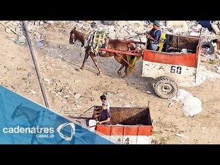 Maltrato animal y sobreexplotación en el tiradero Neza III