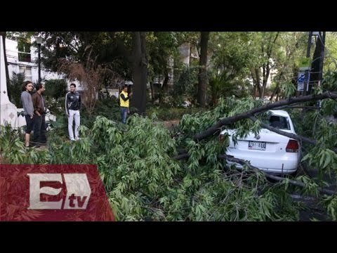 Fuertes vientos dejan 600 árboles caídos en la CDMX / Ricardo Salas