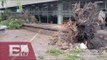 Segundo día de fuertes vientos y caída de árboles en la Ciudad de México/ Vianey Esquinca