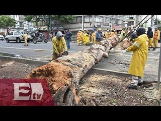 Fuertes vientos derriban en la CDMX 975 árboles y 98 espectaculares/ Vianey Esquinca