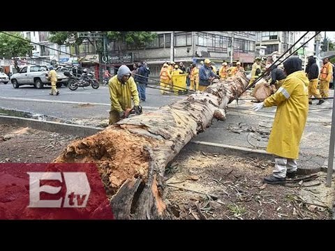 Fuertes vientos derriban en la CDMX 975 árboles y 98 espectaculares/ Vianey Esquinca