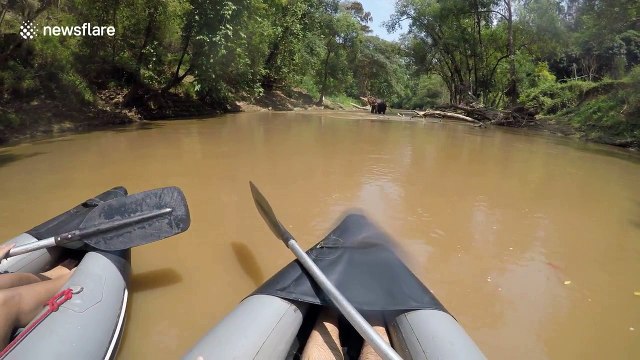 Elephant calmly continues shower as rafters drift past