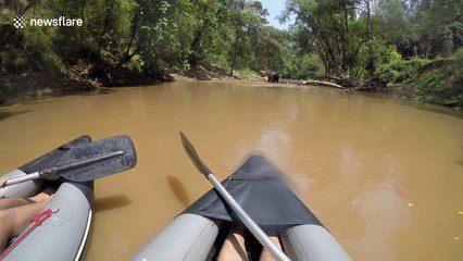 Elephant calmly continues shower as rafters drift past