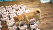 Dog Faces 300 Clone Dolls of Herself!