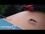 En aumento los casos de chikungunya en Chiapas
