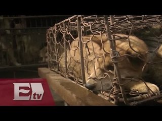 Denuncian maltrato animal en Nuevo León / Kimberly Armengol