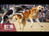 Peleas de perros en Aguascalientes: un negocio que lucra con la crueldad/ Vianey Esquinca