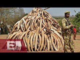 Kenia asegura más de 100 toneladas de marfil/ Hiram Hurtado