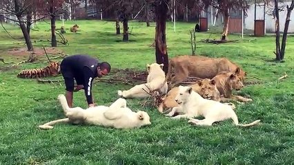 Un tigre empêche un léopard d'attaquer un dresseur