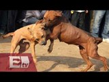 Denuncian peleas de perros en Aguascalientes / Kimberly Armengol