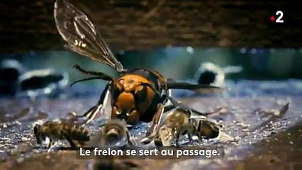 hornet attacks hive of bees