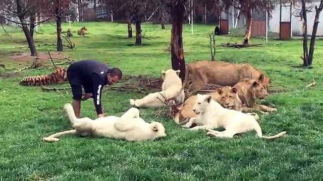 A tiger prevents a leopard from attacking a trainer