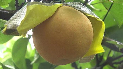 태풍 '콩레이' 북상...농작물 피해 주의 / YTN