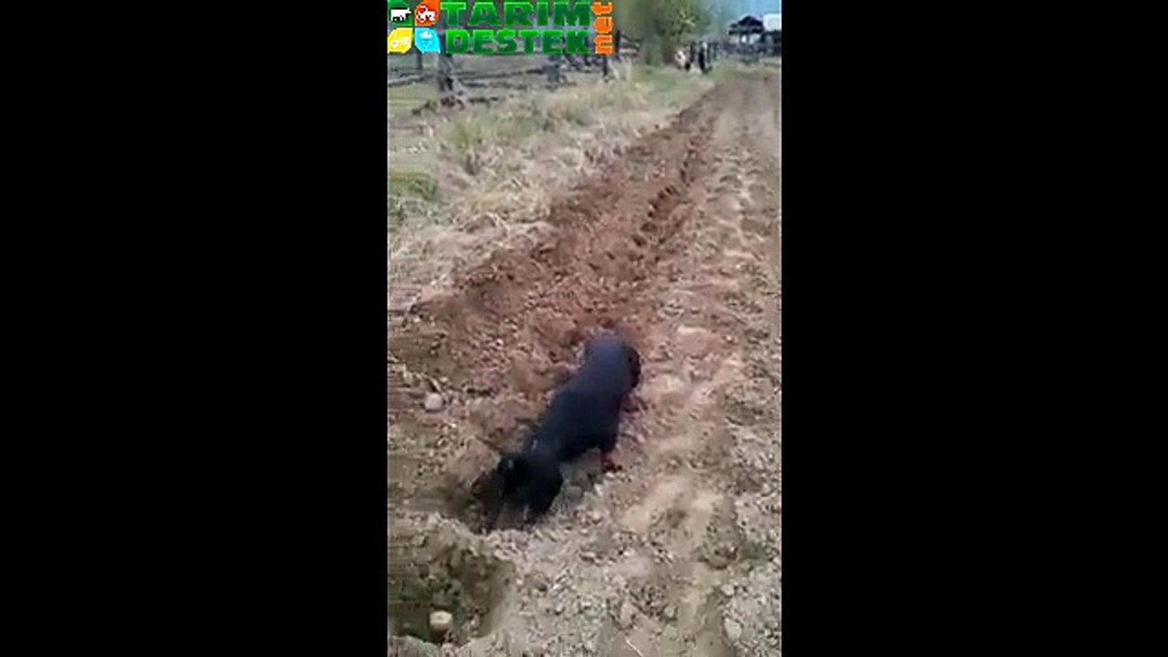 Adamlar Köpeğe Ne Öğretmişler
