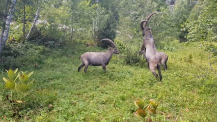 Les bouquetins s'ébattent en Savoie